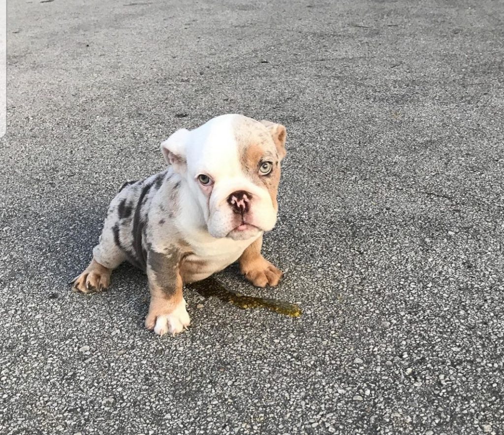 Follow Victoria’s Frenchies On Instagram